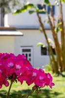 magnifique rouge géranium fleurs dans une jardin dans une ensoleillé journée photo