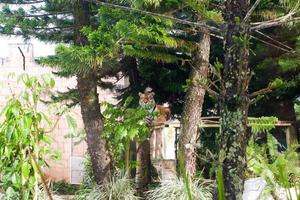 sélectif concentrer de une sibérien tigre mensonge dans ses bordé d'arbres cage. photo