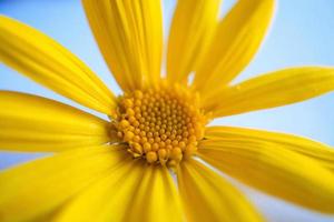 une belle fleur jaune au printemps photo