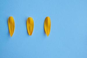 pétales d'une fleur jaune au printemps photo