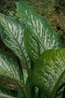 dieffenbachia, ses beauté vient de le forme de le couronne et aussi le Couleur de le feuilles cette varier photo