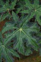 bégonia Cléopâtre est un ornemental plante cette a le forme de une érable feuille, comme le symbole de Canada photo