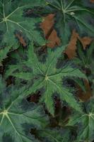 bégonia Cléopâtre est un ornemental plante cette a le forme de une érable feuille, comme le symbole de Canada photo