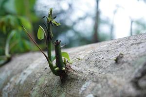 cette image Caractéristiques Jeune pousse départ à grandir dans une brillant, Frais vert Couleur photo