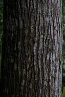 détail de une grand écorce cette est dans le forêt photo