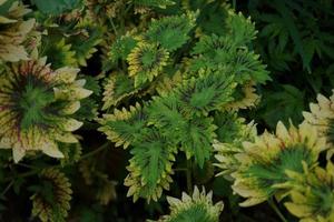 le miana plante est coleus scutellarioides. aussi connu comme le iler usine, miana est très aimé car le dégradés de le motifs sur le feuilles sont donc magnifique photo