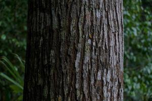 détail de une grand écorce cette est dans le forêt photo