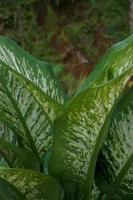 dieffenbachia, ses beauté vient de le forme de le couronne et aussi le Couleur de le feuilles cette varier photo