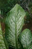 dieffenbachia, ses beauté vient de le forme de le couronne et aussi le Couleur de le feuilles cette varier photo