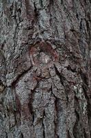 Gros plan d'un tronc d'arbre fond texturé photo