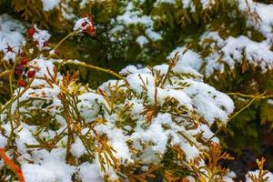 fermer de le branches de le conifère thuyopsis dolabrata. le à feuilles persistantes tuevik est couvert avec neige. photo