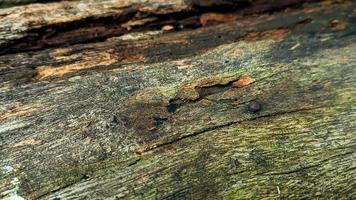 vieux pourri et humide bois Journal avec des fissures et sale mousse. vide espace pour conception et texte. Naturel fond d'écran. non personnes. photo