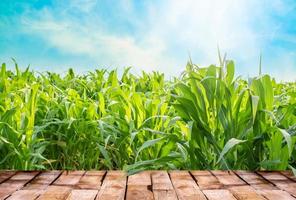 magnifique en bois table sol avec vert blé champ la nature et bleu ciel avec lumière du soleil arrière-plan, agriculture produit permanent vitrine Contexte photo