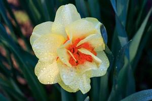 magnifique été éponge jonquilles photo