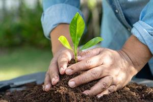 jardinier femme planter un arbre avec de la matière organique de mousse de tourbe améliorer le sol pour l'agriculture culture de plantes biologiques, concept d'écologie. photo