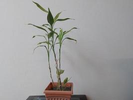 chanceux bambou plante dans une pot à Accueil photo