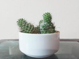 cactus plante dans le tasse à Accueil photo