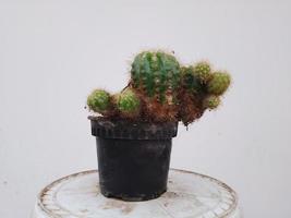 citron Balle cactus plante dans une pot à Accueil jardin photo