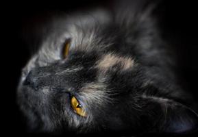 magnifique portrait de une gris chat photo