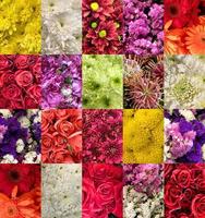 ensemble de images de différent fleurs photo
