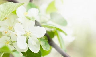 pommier en fleurs photo