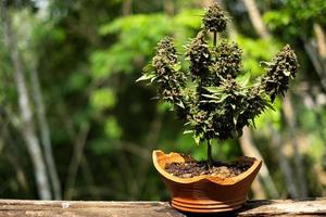 bonsaï bleu rêver cannabis race croissance dans une pot photo
