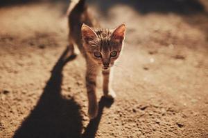 portrait de mignonne adorable petit chaton en marchant en plein air à village rue. peu village chat réunion le monde. photo