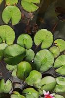 nénuphar rose avec des nénuphars verts ou perry de fleur de lotus dans un étang de jardin. gros plan de nymphaea réfléchi sur l'eau verte contre le soleil. paysage de fleurs avec espace de copie. mise au point sélective photo