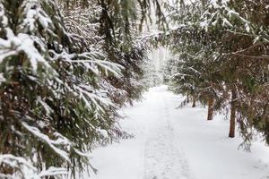magnifique hiver paysage avec sentier Piste avec pin et sapin des arbres couvert avec Frais déchue neige dans hiver forêt sur du froid jour. passerelle dans hiver les bois photo