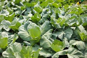 le chou pousse dans le jardin. agriculture. une alimentation saine et saine pour l'homme. la culture du chou. tête de chou vert dans les aliments végétaux bio de la ferme photo