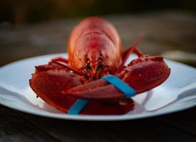 cuit Homard sur une assiette avec les griffes lié photo