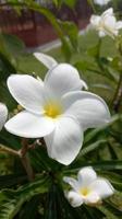 photo blanc fleur. blanc floraison branche de un Pomme arbre sur une floue vert Contexte