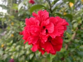 magnifique rouge Rose photo