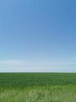 printemps vert champ contre une brillant bleu ciel photo