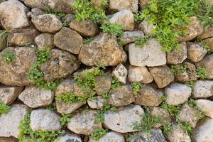 texture de vieux pierre mur et vert les plantes photo
