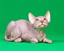 Don sphynx chaton photo