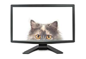 moniteur et chat photo