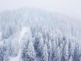 vol plus de tempête de neige dans une neigeux Montagne conifère forêt, inconfortable hostile hiver temps. photo