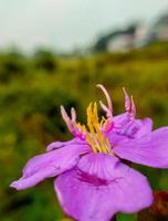senduduk ou connu scientifiquement comme mélastome malabatricum, magnifique violet fleur, fleur fond d'écran photo