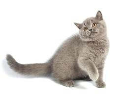 isolé mignonne gris Britanique chat photo