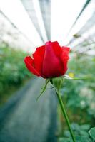 rose rouge dans le jardin photo