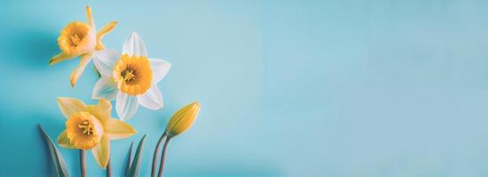 printemps Pâques Contexte avec Haut vue de jonquilles bouquet sur lumière bleu Contexte avec copie espace photo