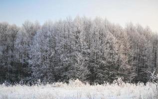 hiver paysage avec vert sapin des arbres couvert avec neige et hiver Soleil photo