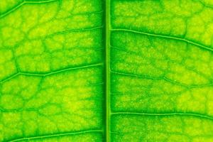 texture de la feuille verte photo