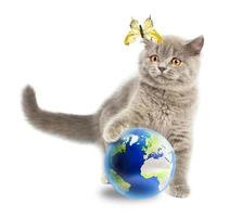 Britanique chaton en jouant avec Terre planète photo