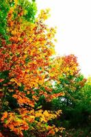 arbre d'automne orange photo