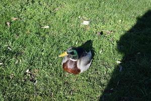 Masculin canard sur le pelouse photo