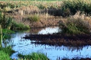 marais Lac dans l'automne photo