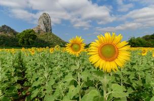 tournesols est épanouissement dans le tournesol champ avec gros Montagne et bleu ciel photo