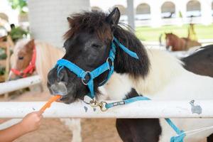 peu main fille donnant carottes à nain cheval, alimentation nourriture photo